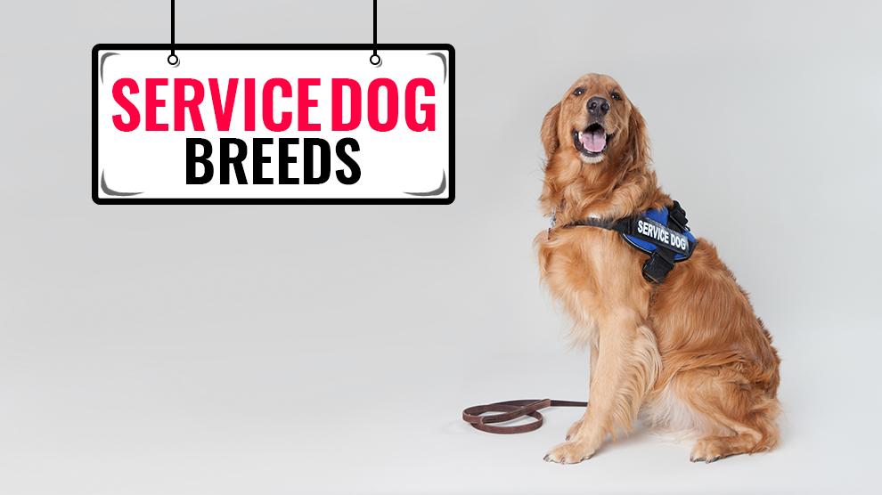 Service Dog Breeds Top 5 Canines That Offer Assistance Petmoo