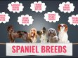 Spaniel Breeds