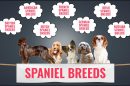 Spaniel Breeds