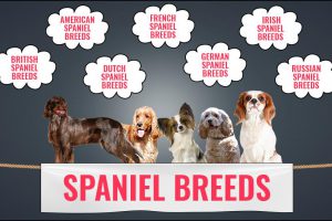 Spaniel Breeds