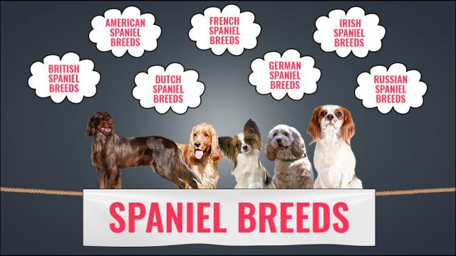 Spaniel Breeds - Lists And Types Around The World - Petmoo