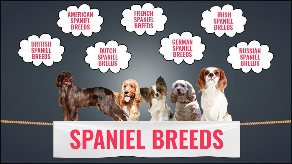 Spaniel Breeds