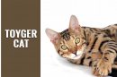 Toyger Cat