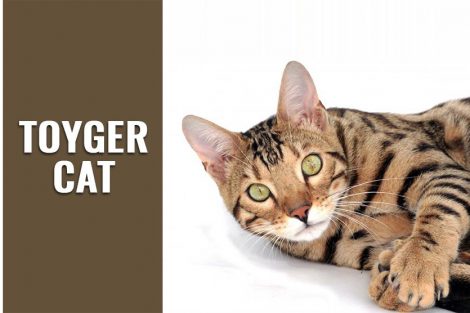 Toyger Cat