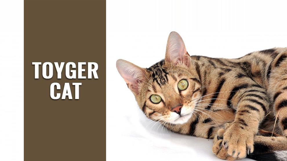 Toyger Cat