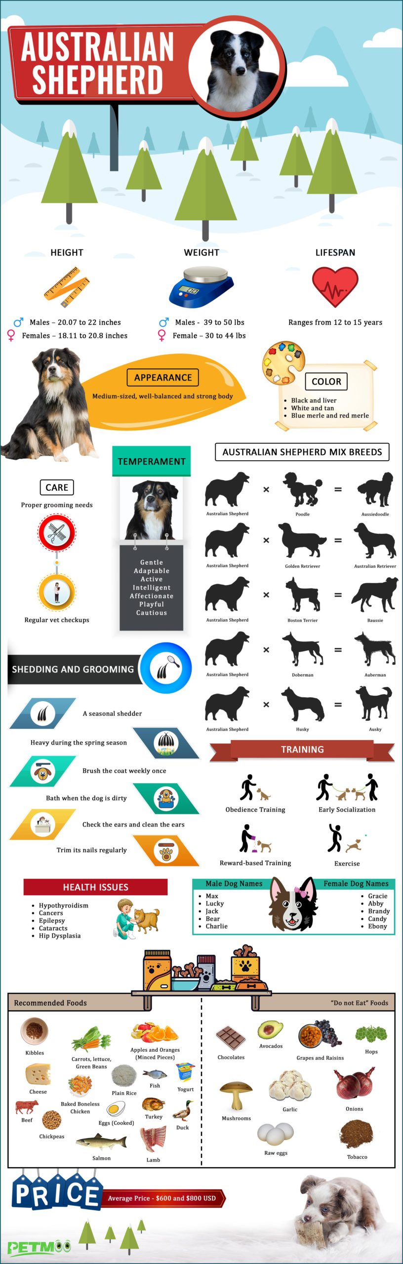 Australian Shepherd Infographics