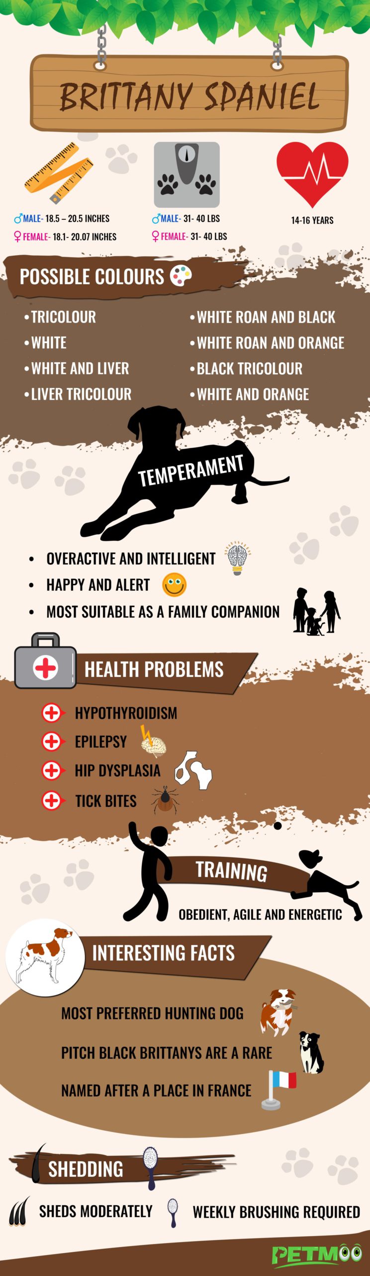 Brittany Spaniel Infographics