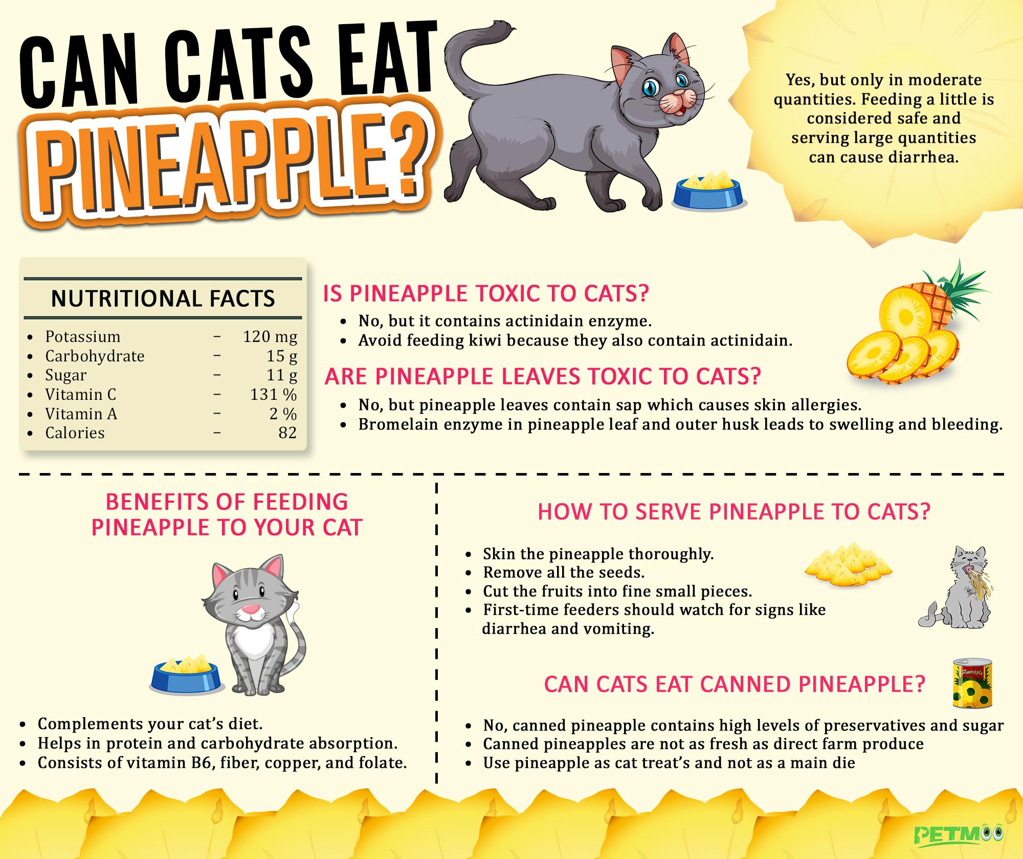 Can Cats Eat Pineapple Infographics