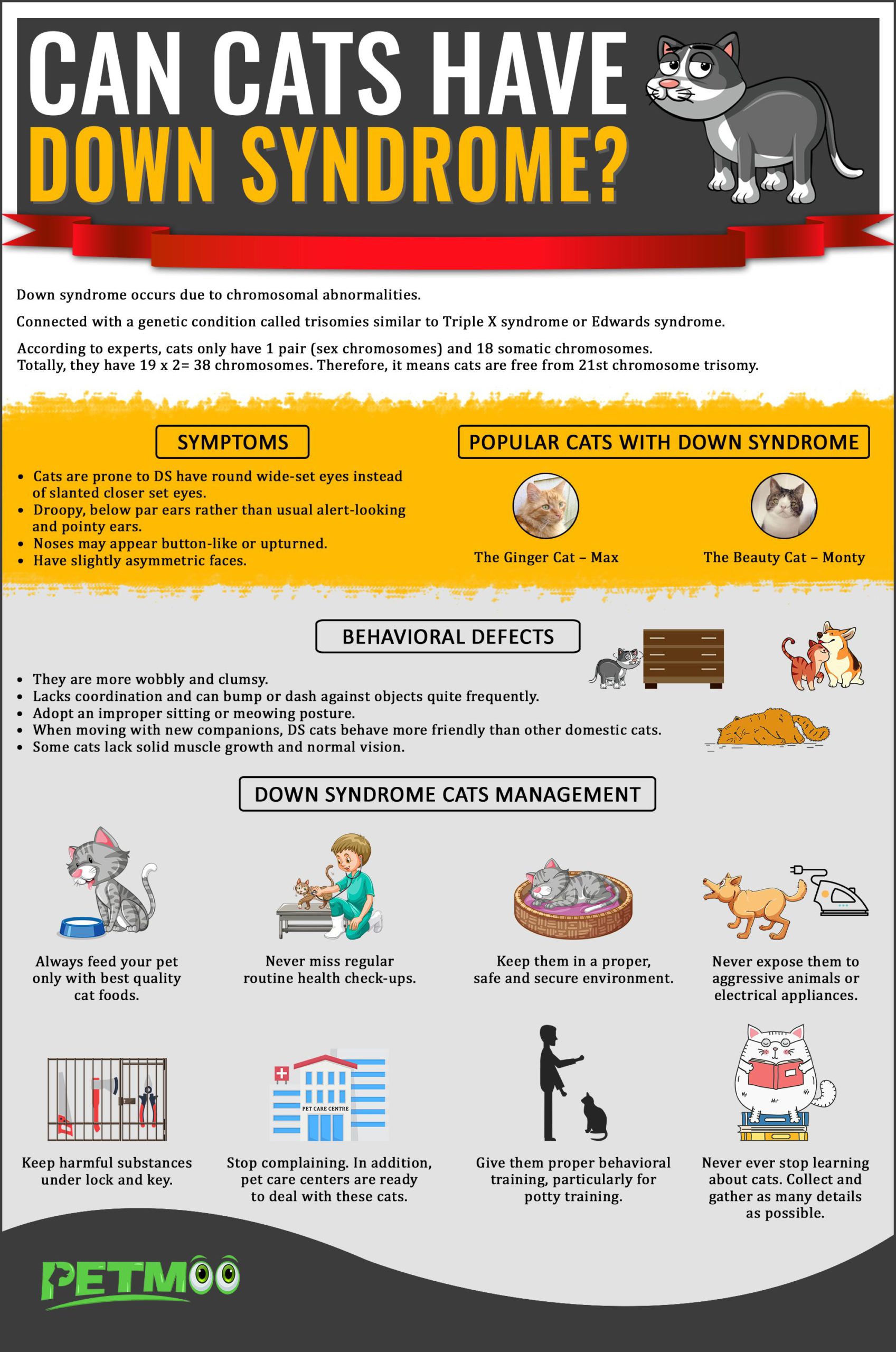 Can Cats Have Down Syndrome Infographics