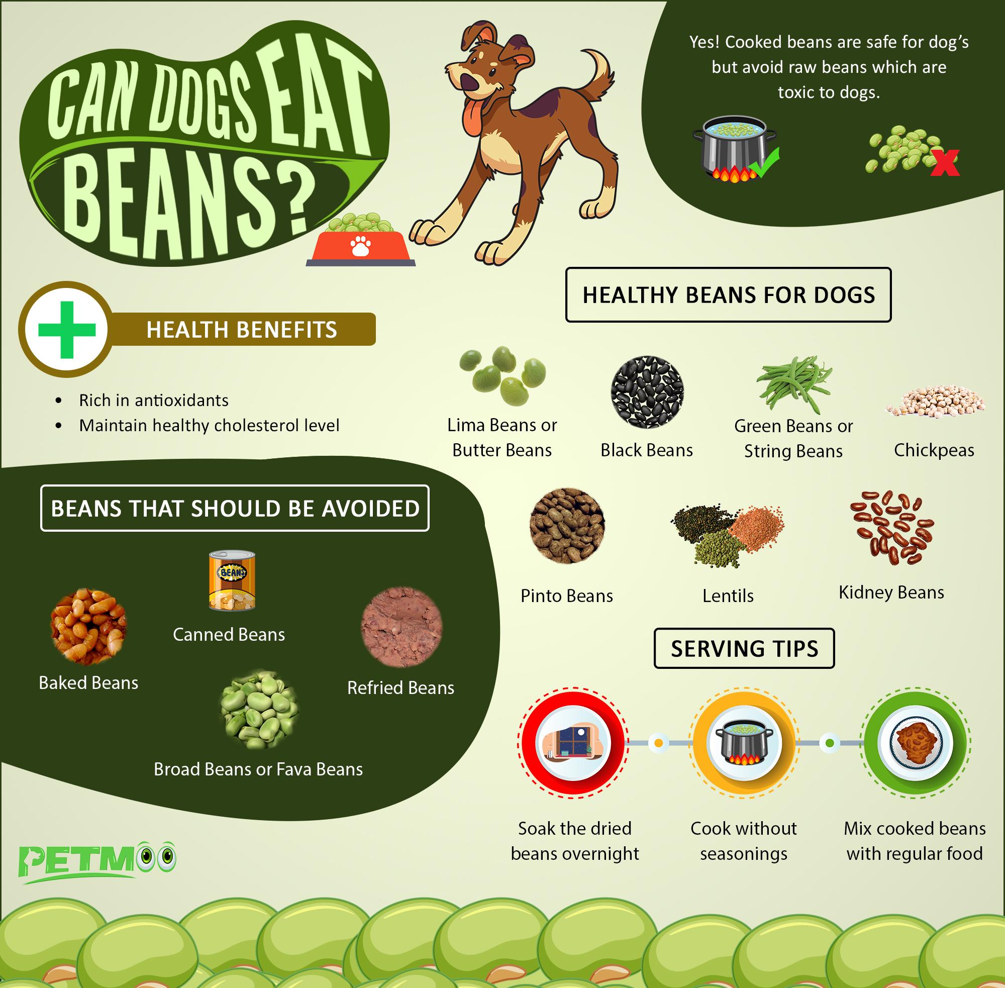 Can Dogs Eat Beans Infographics