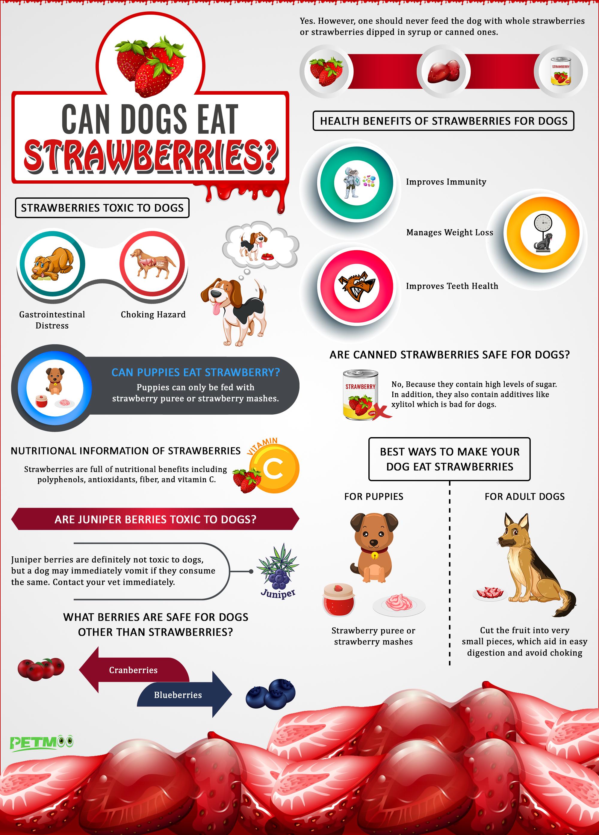 Can Dogs Eat Strawberries Infographic