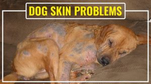 Dog Skin Problems