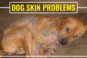 Dog Skin Problems