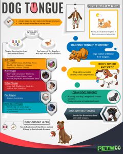 Dog Tongue - 10 Must Know Facts About The Dog's Health Checker - Petmoo