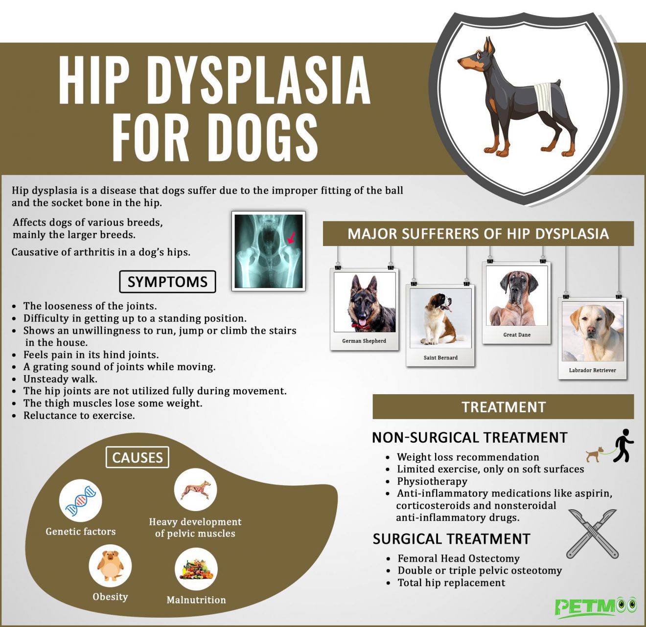 Hip Dysplasia In Dogs - A Fearful Skeletal Disease - Petmoo