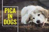 Pica In Dogs