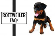 Rottweiler FAQs