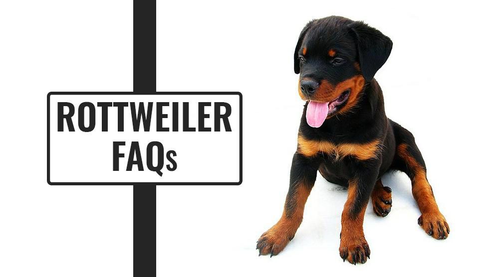 Rottweiler FAQs