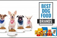 Best Dog Food Brands
