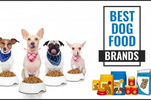 Best Dog Food Brands