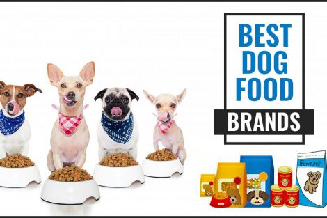Best Dog Food Brands
