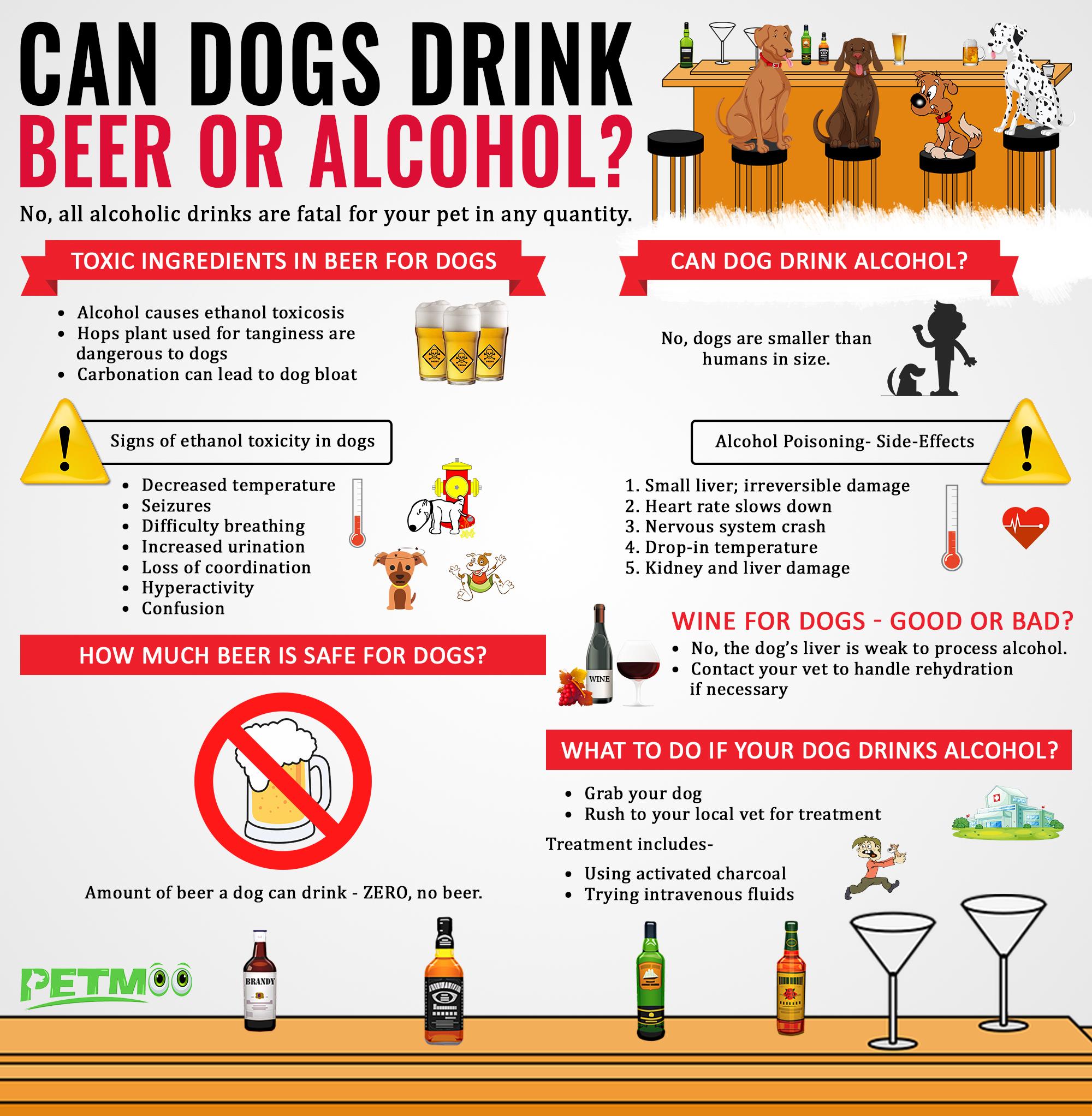 Can Dogs Drink Beer or Alcohol Infographics