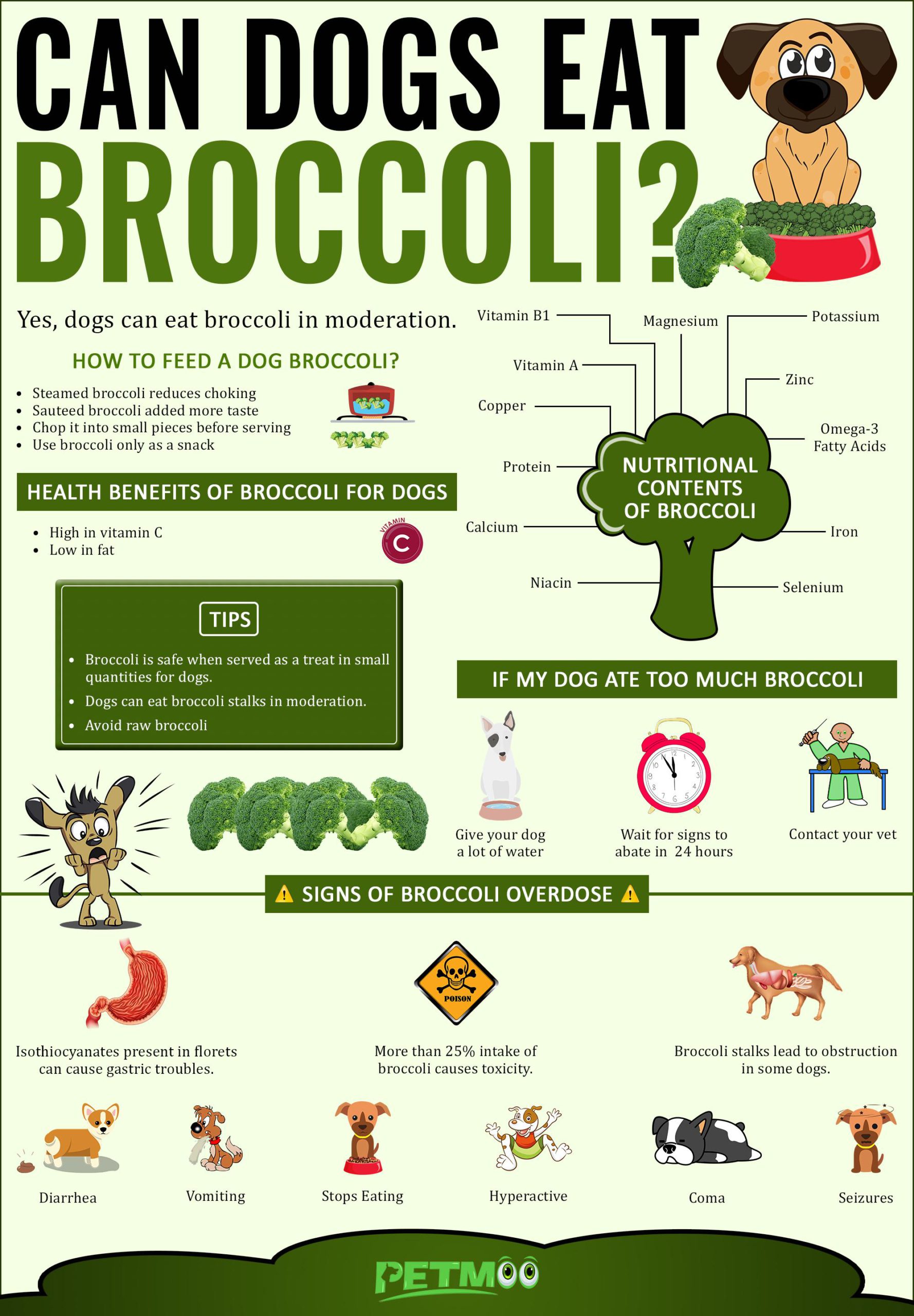 Can Dogs Eat Broccoli Infographics