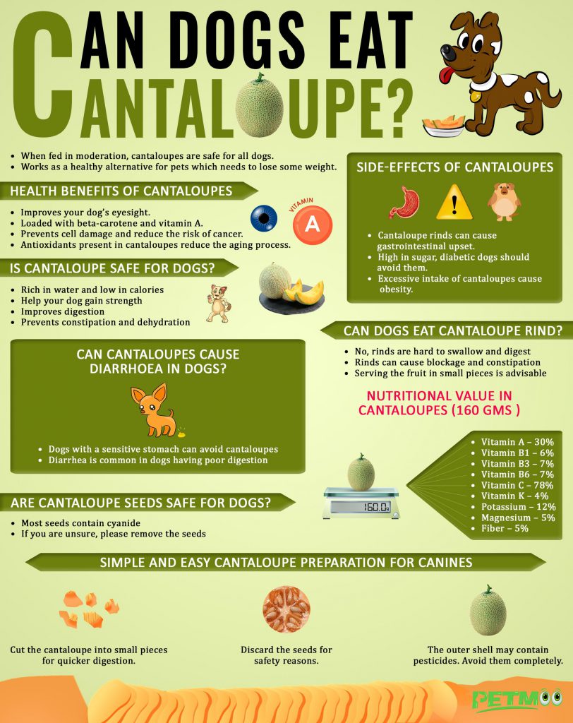 Can Dogs Eat Cantaloupe? Benefits & Side Effects Petmoo