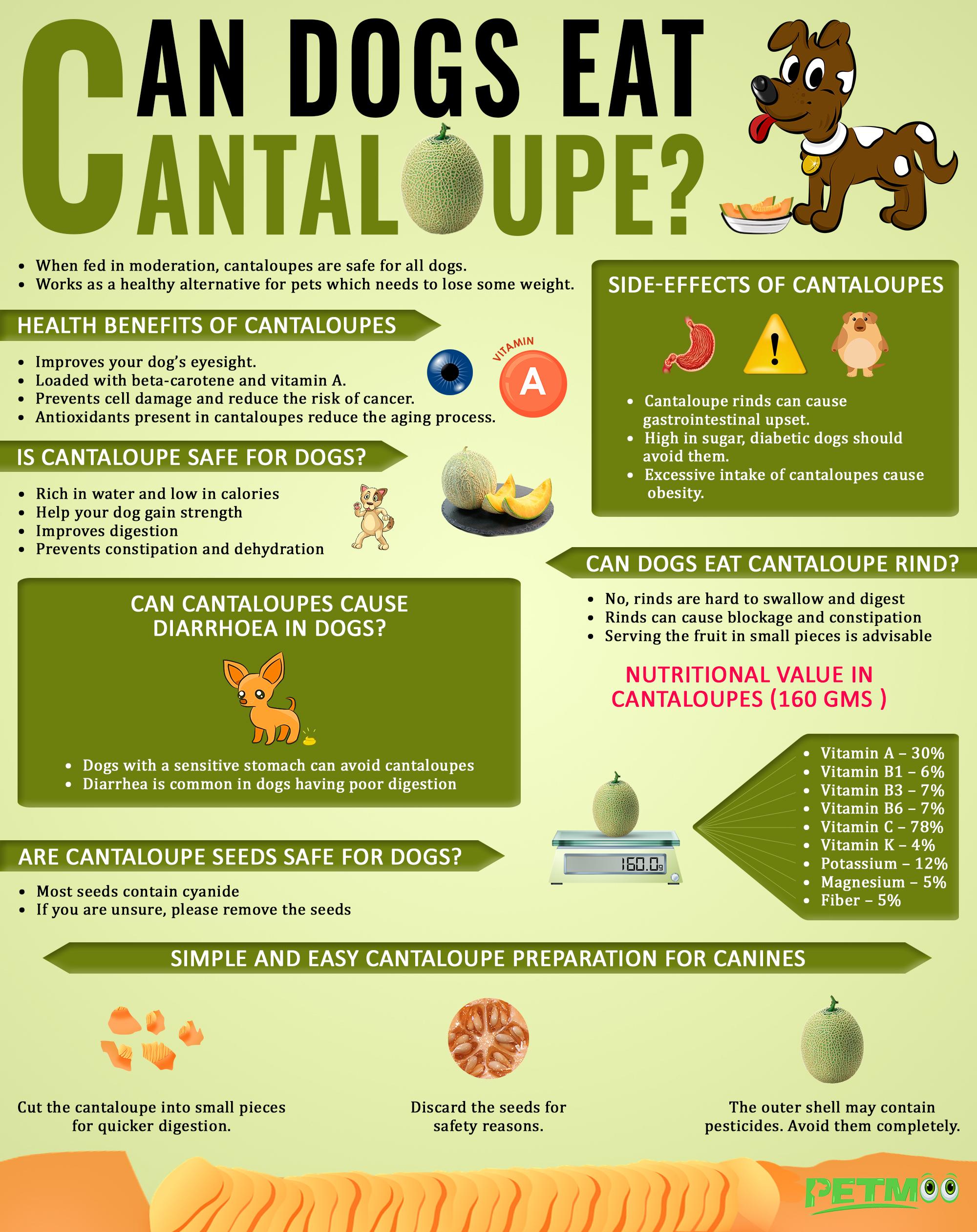 Can Dogs Eat Cantaloupe Infographics