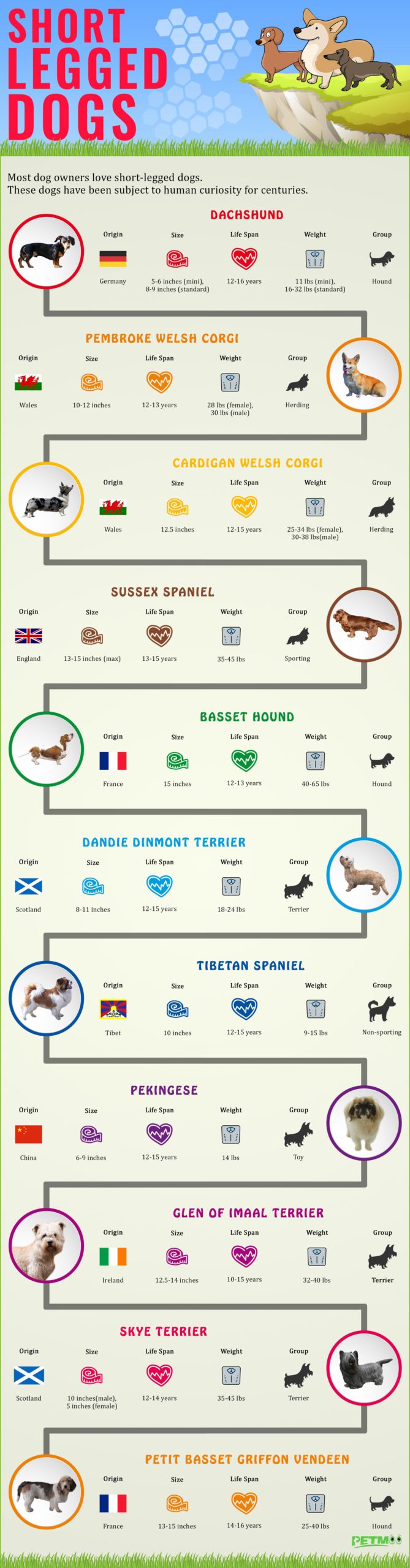 Short Legged Dogs Infographics