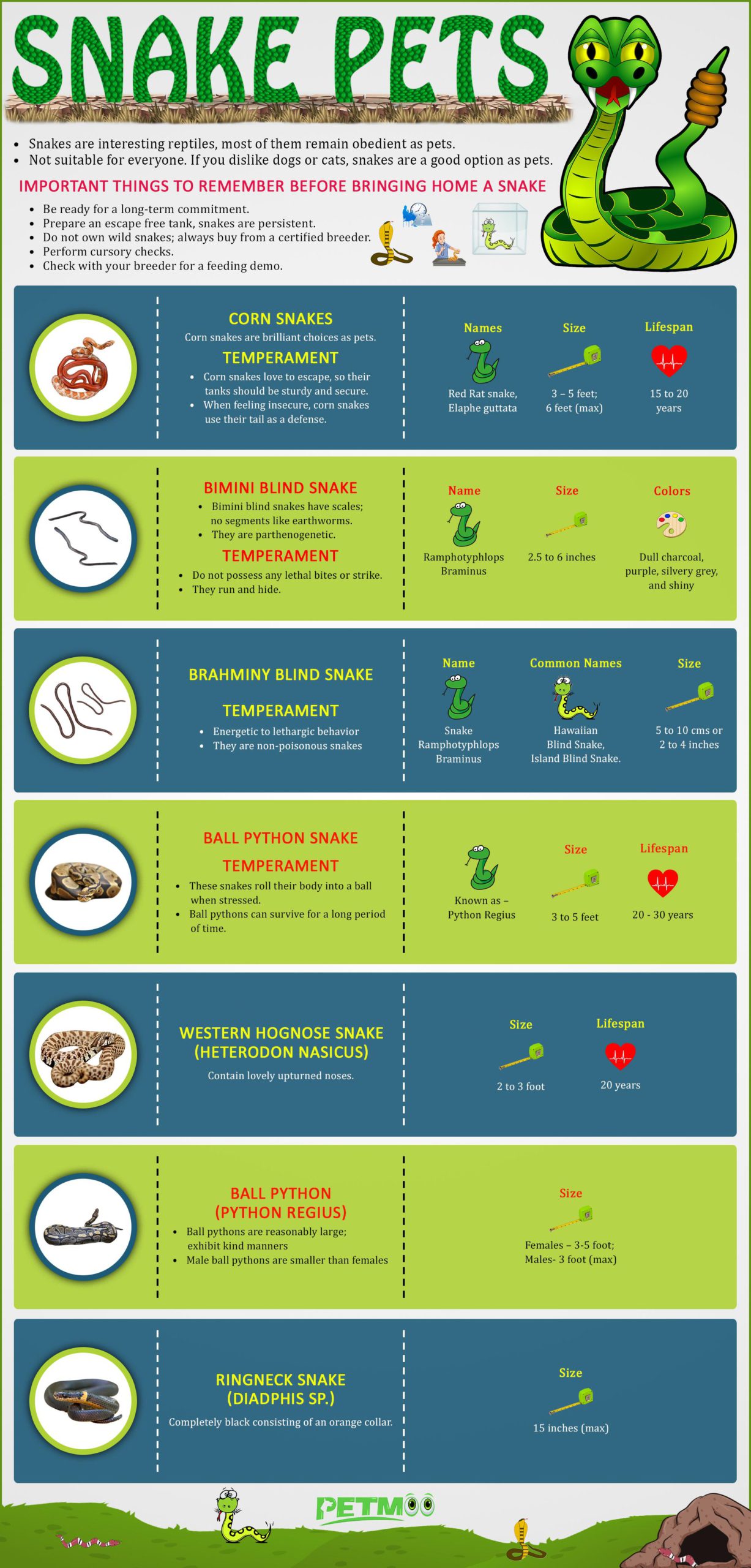 Snake Pets Infographics