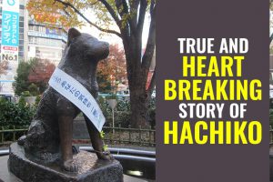 Hachiko Story