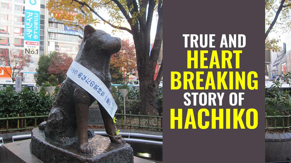 Hachiko Story