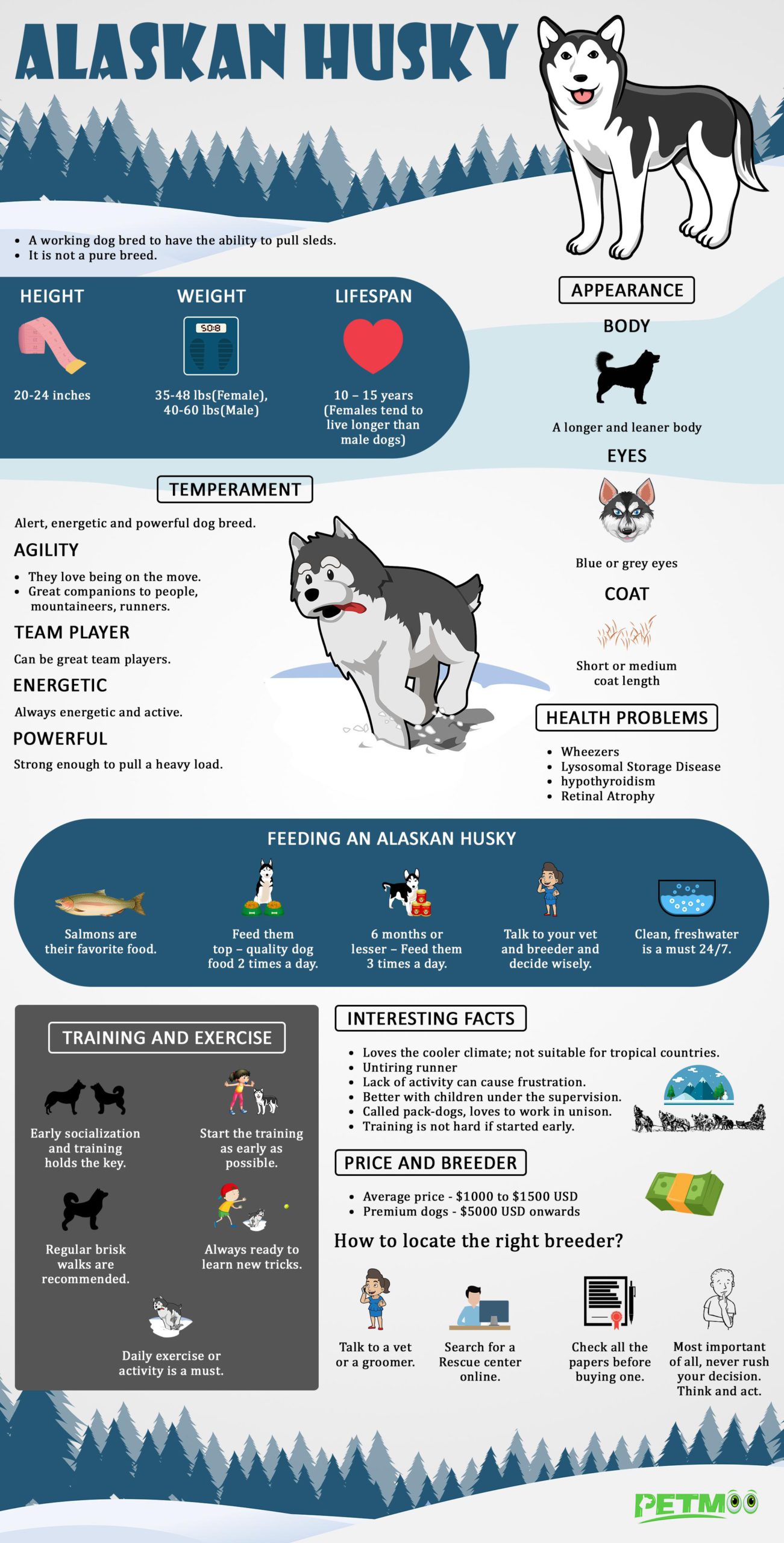 Alaskan Husky Infographic