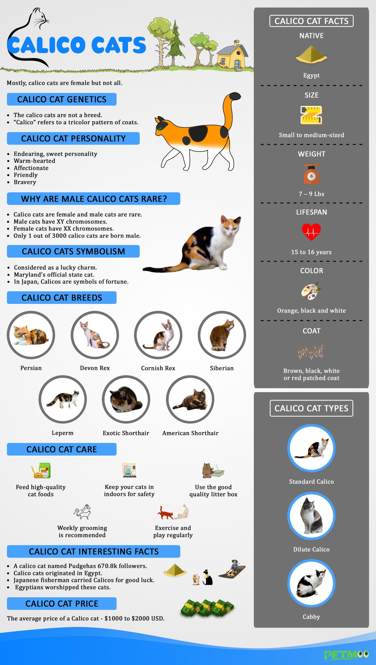 Calico Cats Infographics