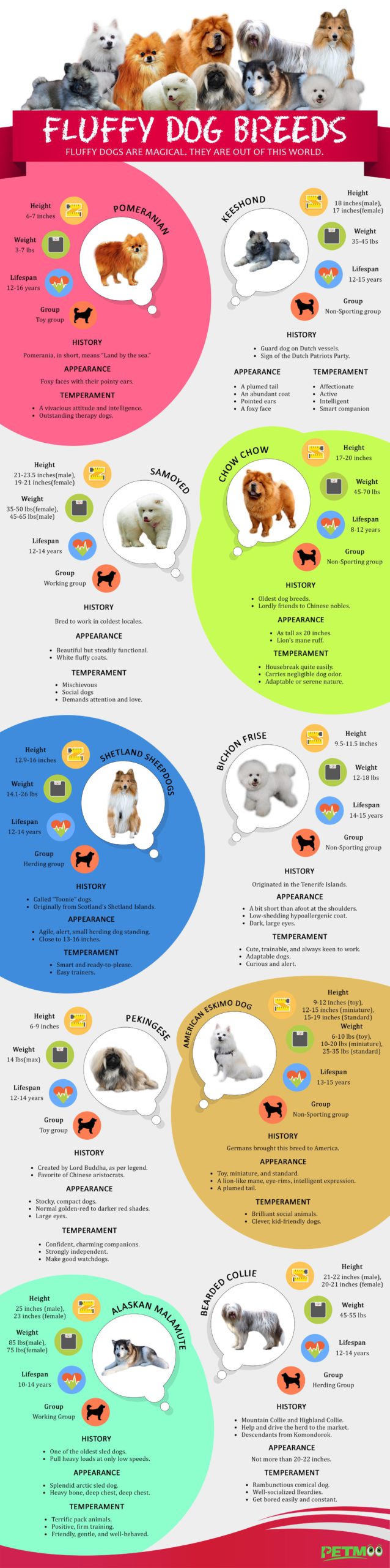 Fluffy Dog Breeds Infographics