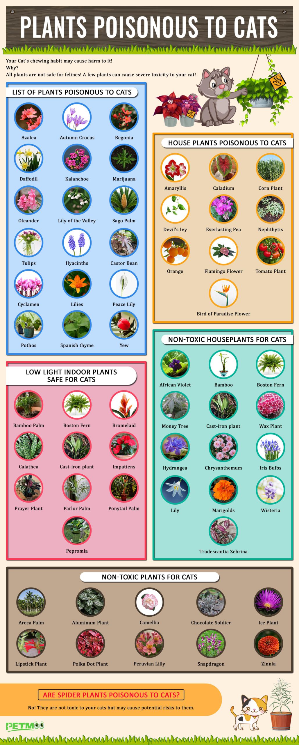 Plants Poisonous To Cats Infographics