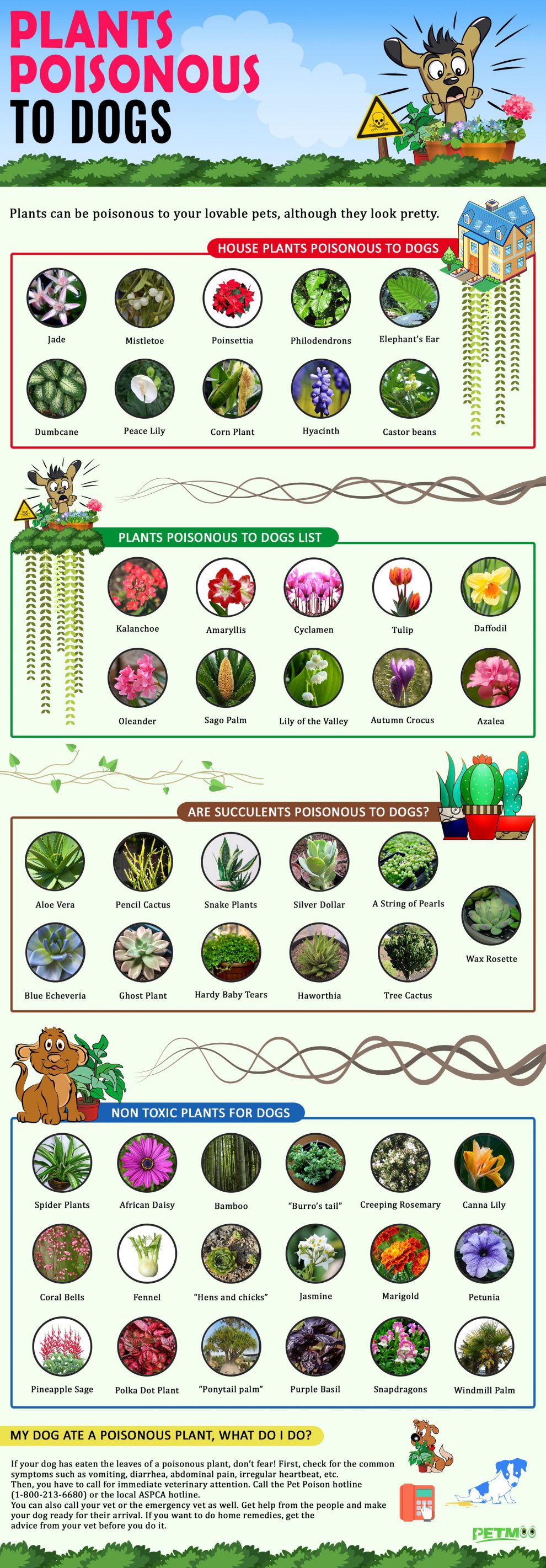 Plants Poisonous To Dogs And Plants Non Toxic To Dogs Petmoo plants-poisonous-to-dogs-and-plants-non-toxic-to-dogs-petmoo