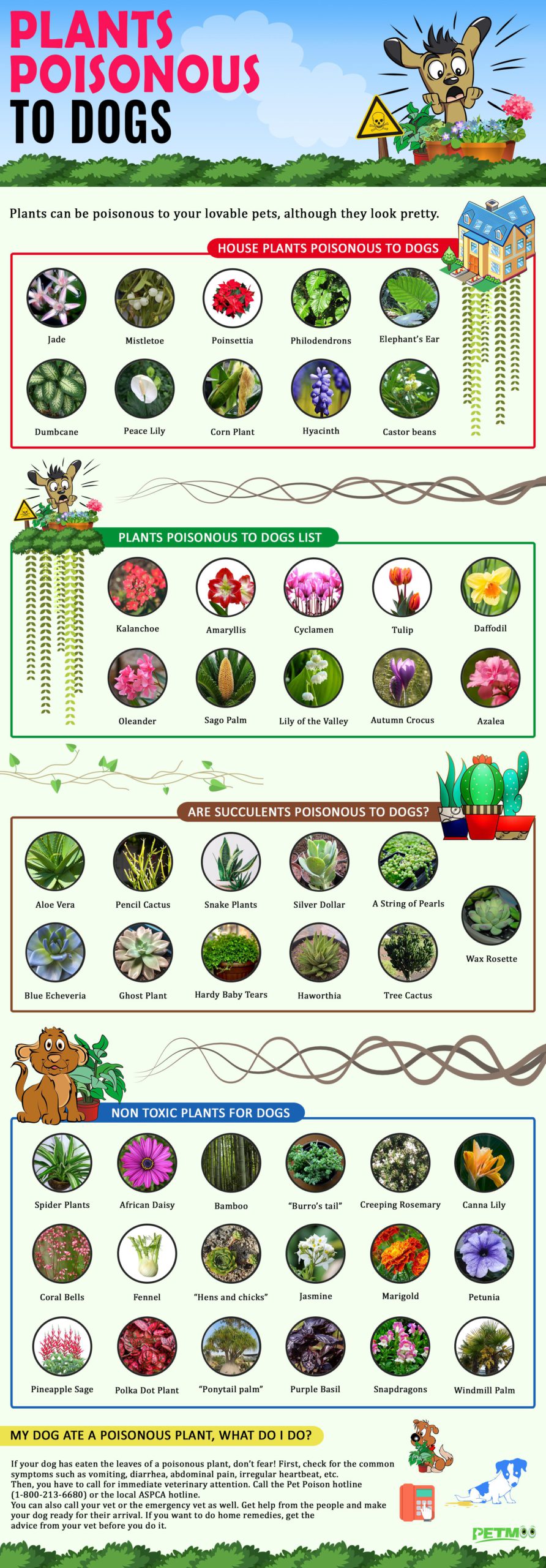 Plants Poisonous To Dogs Infographics