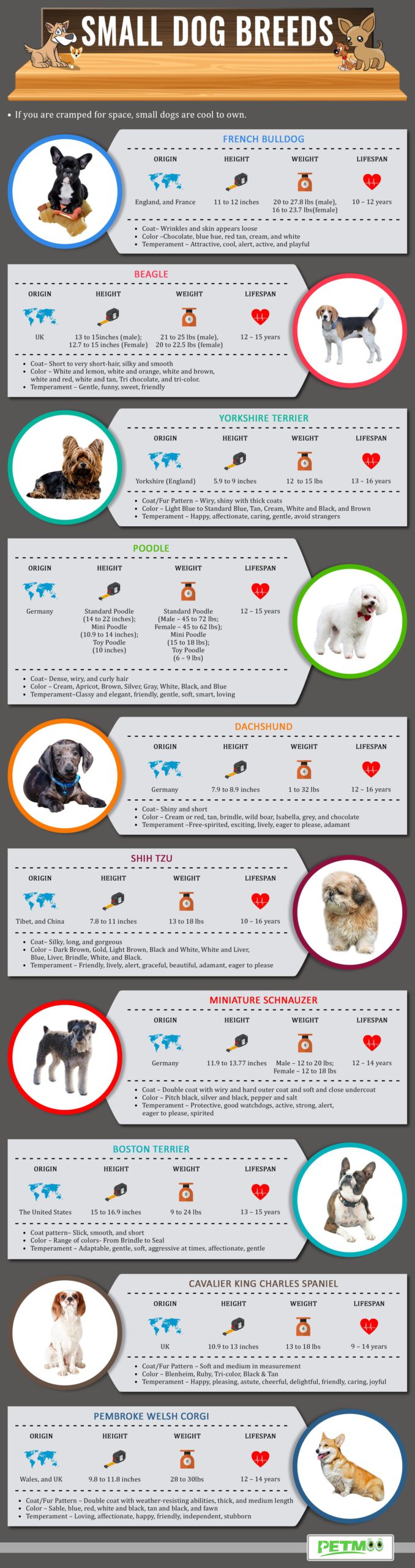 Small Dog Breeds Infographics