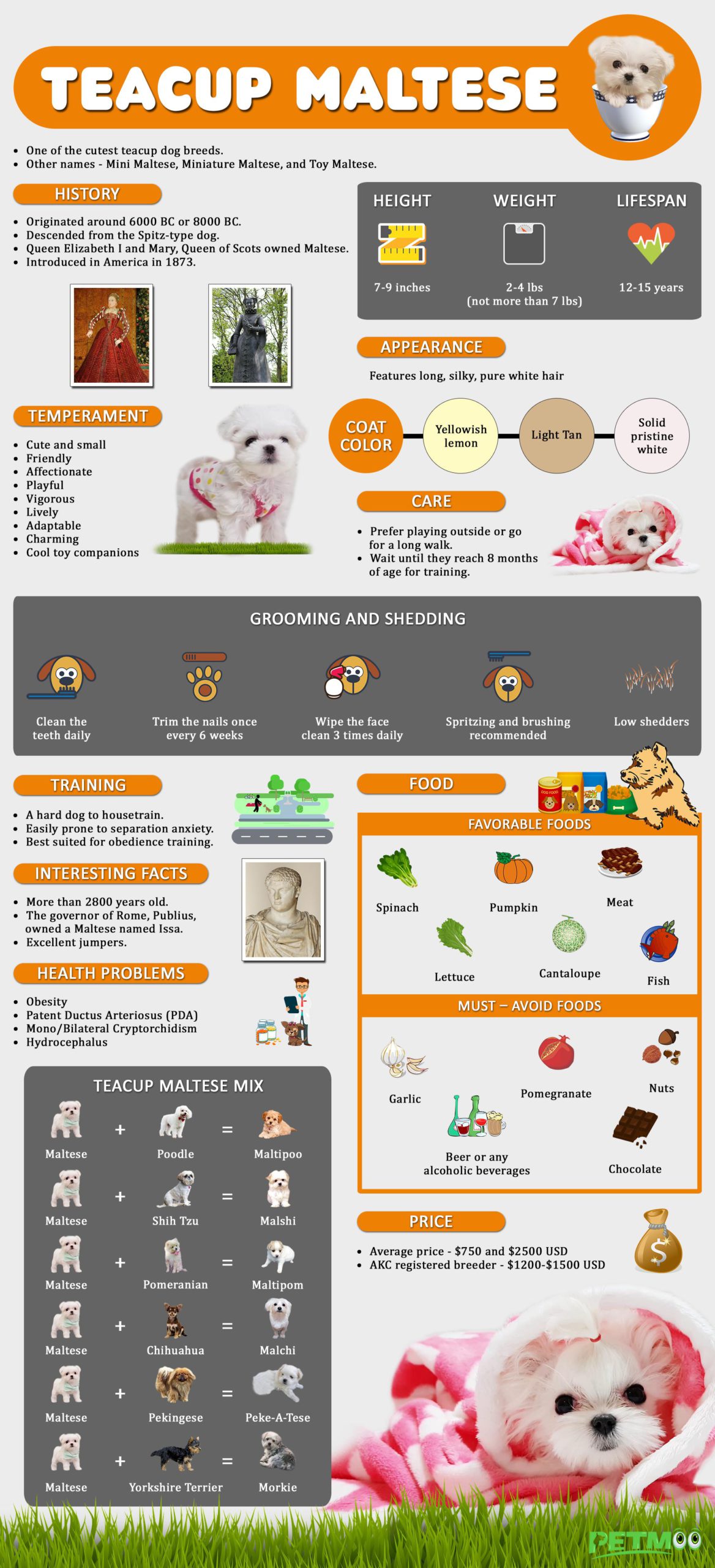 Teacup Maltese Infographics