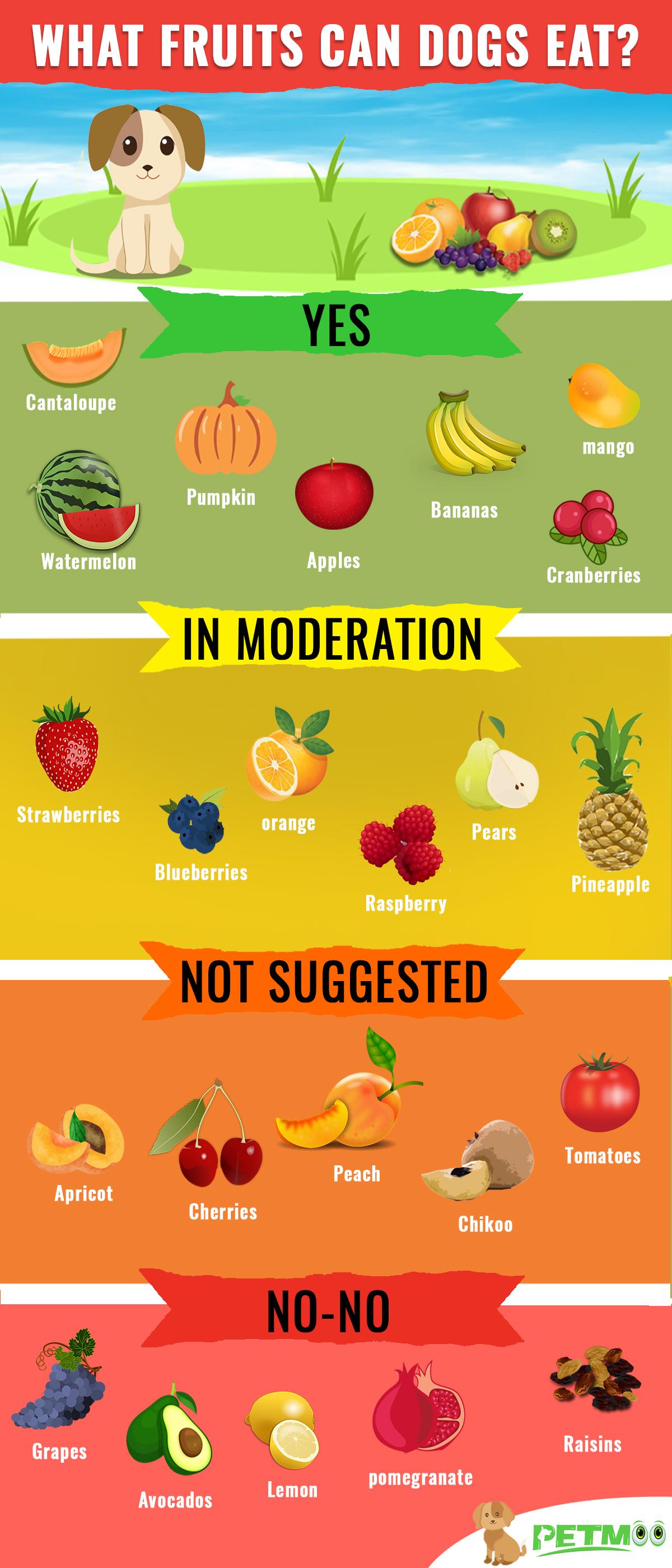 What Can Dogs Eat For Breakfast Infographics