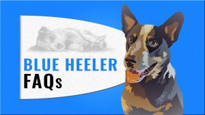 Blue Heeler FAQs