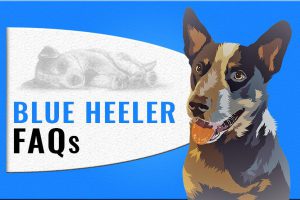 Blue Heeler FAQs