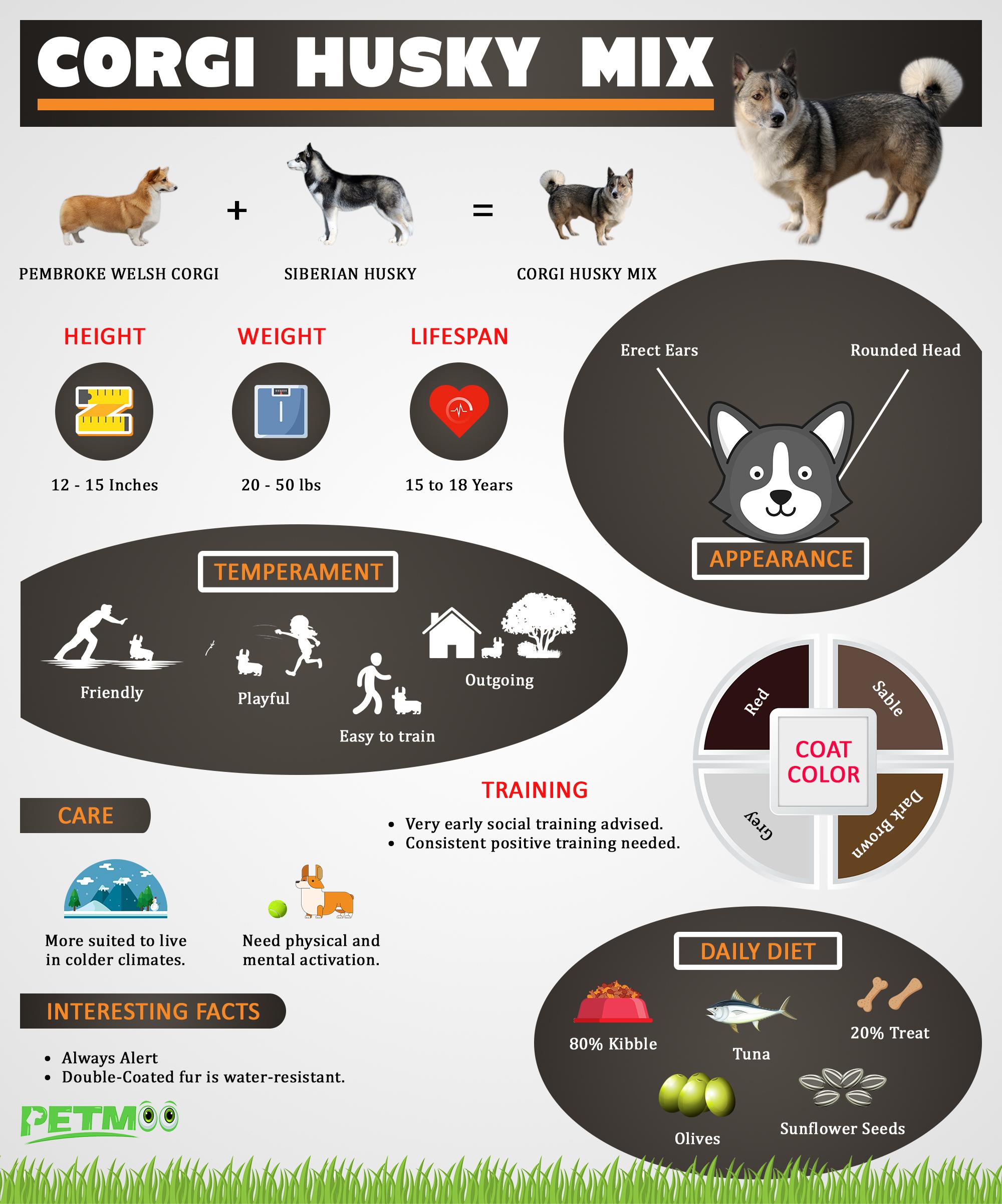 Corgi Husky Mix Infographics