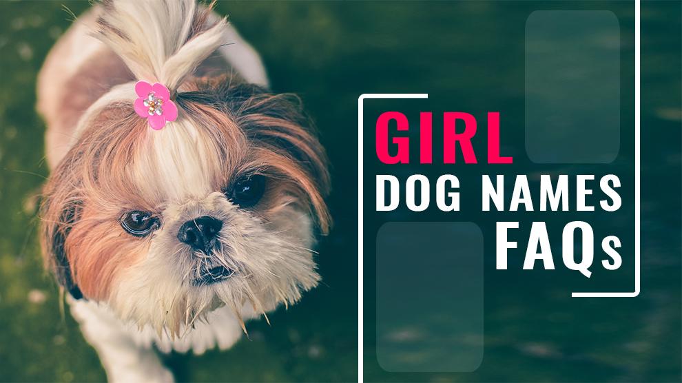 Girl Dog Names FAQs - Answers On Female Dog Names - Petmoo