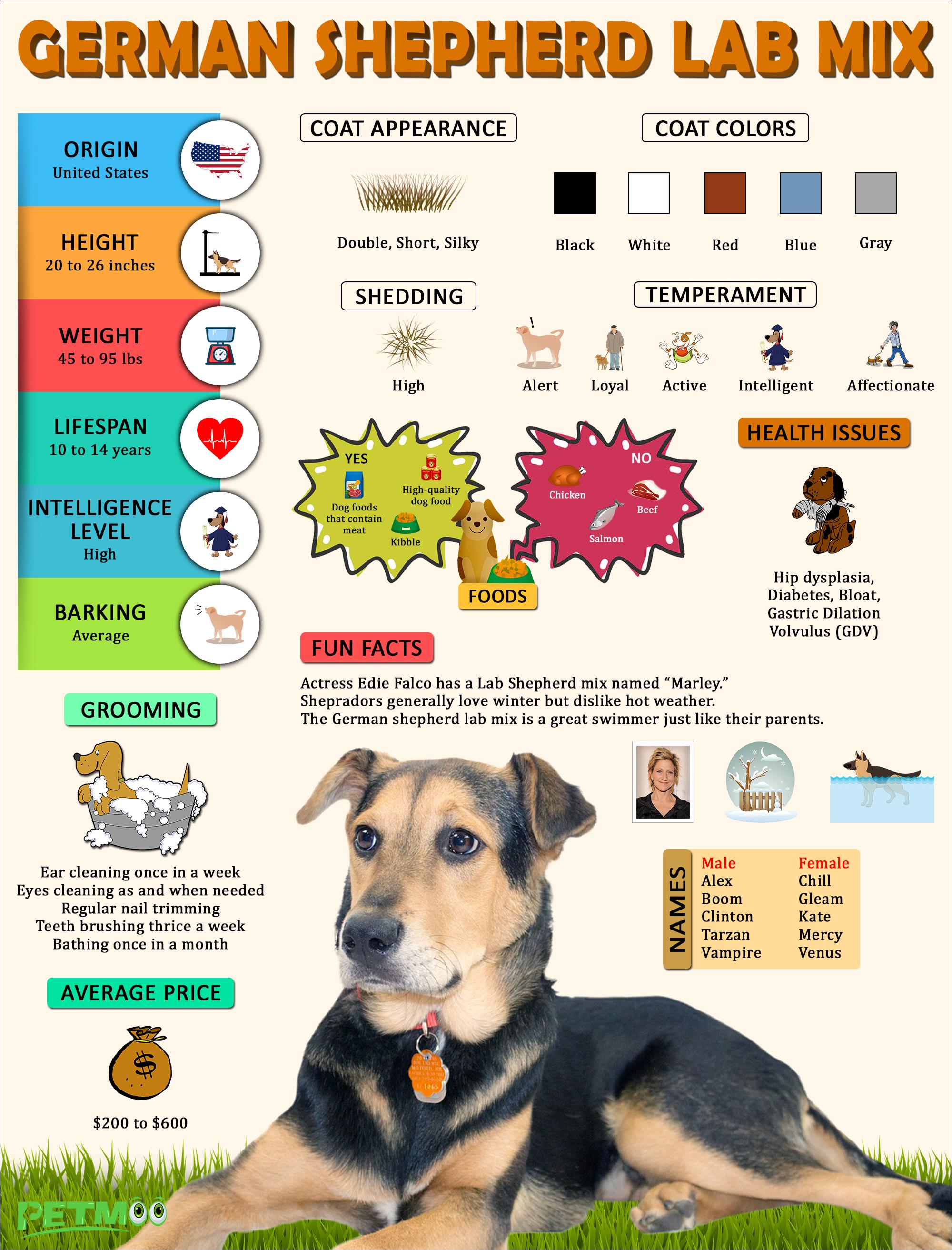 German Shepherd Lab Mix Infographic