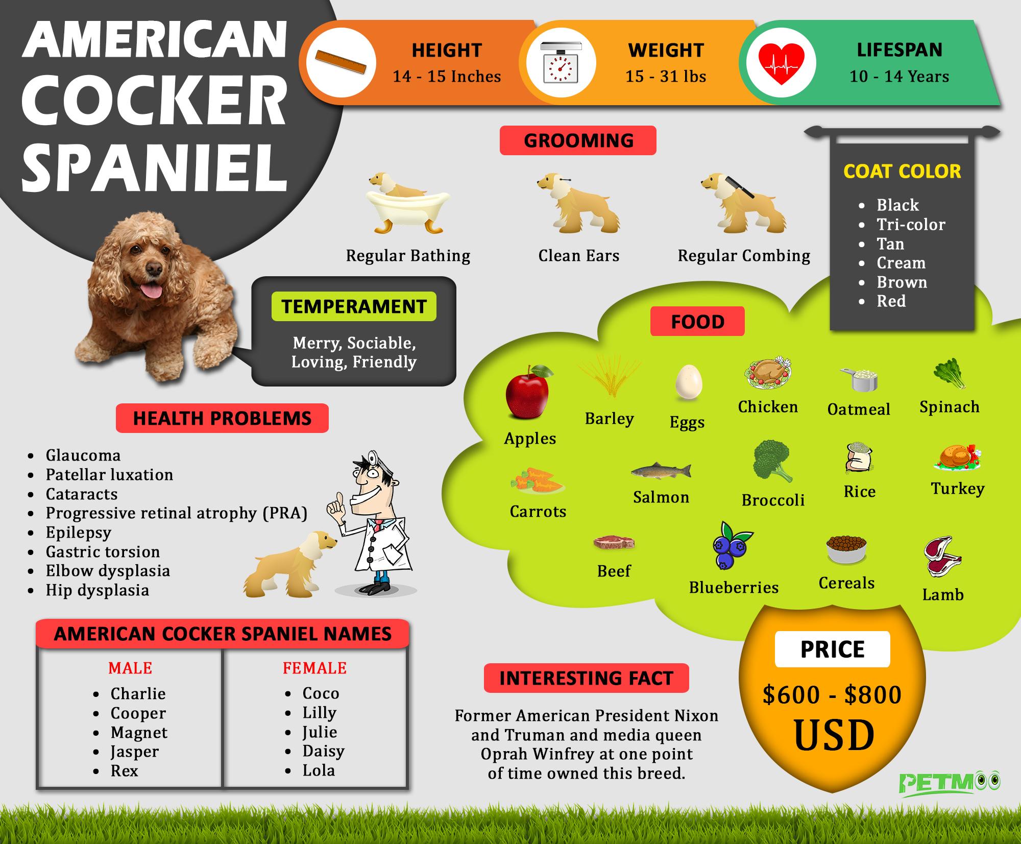 American Cocker Spaniel Infographic