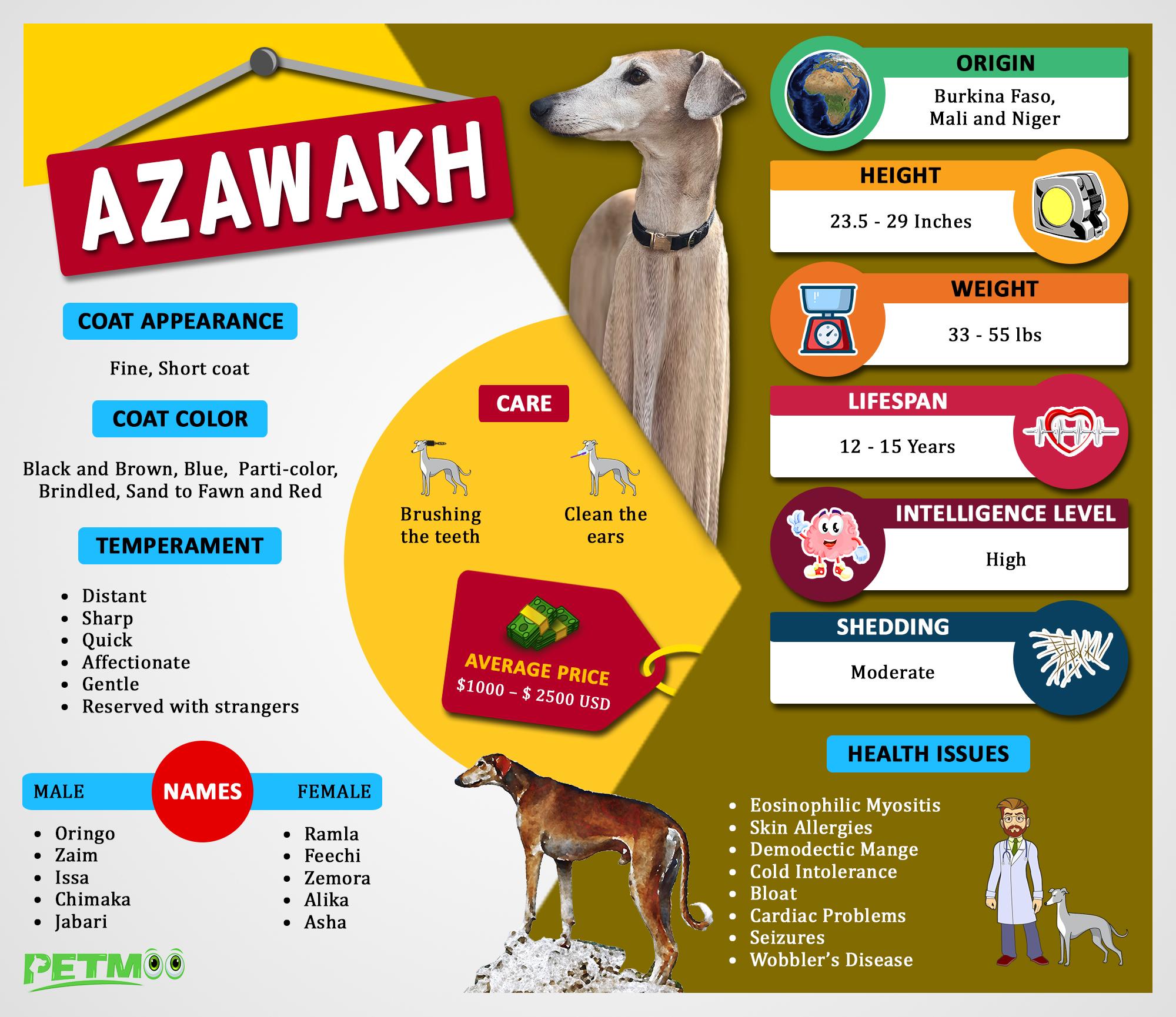 Azawakh Infographic