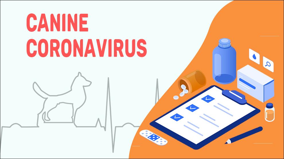 Canine Coronavirus